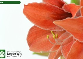 hippeastrum Tierra (2)